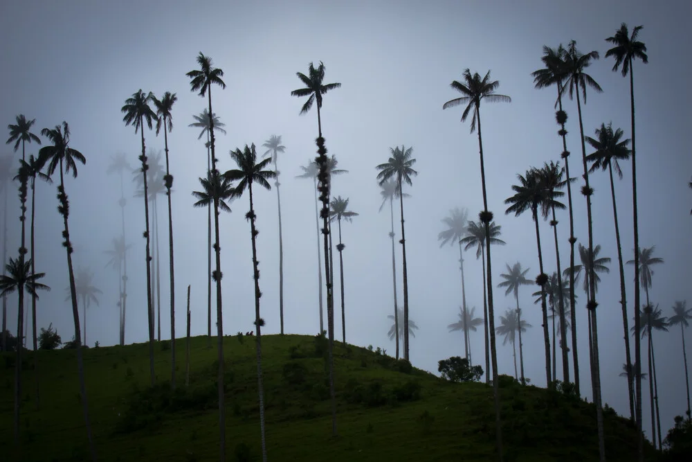 Quindio wax palms - Fineart photography by Jonas Schleske