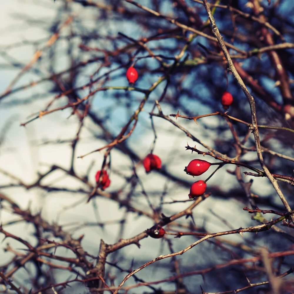 red - fotokunst von Kay Block