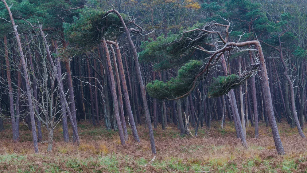 Windflüchter - fotokunst von Rainer Kohlrusch