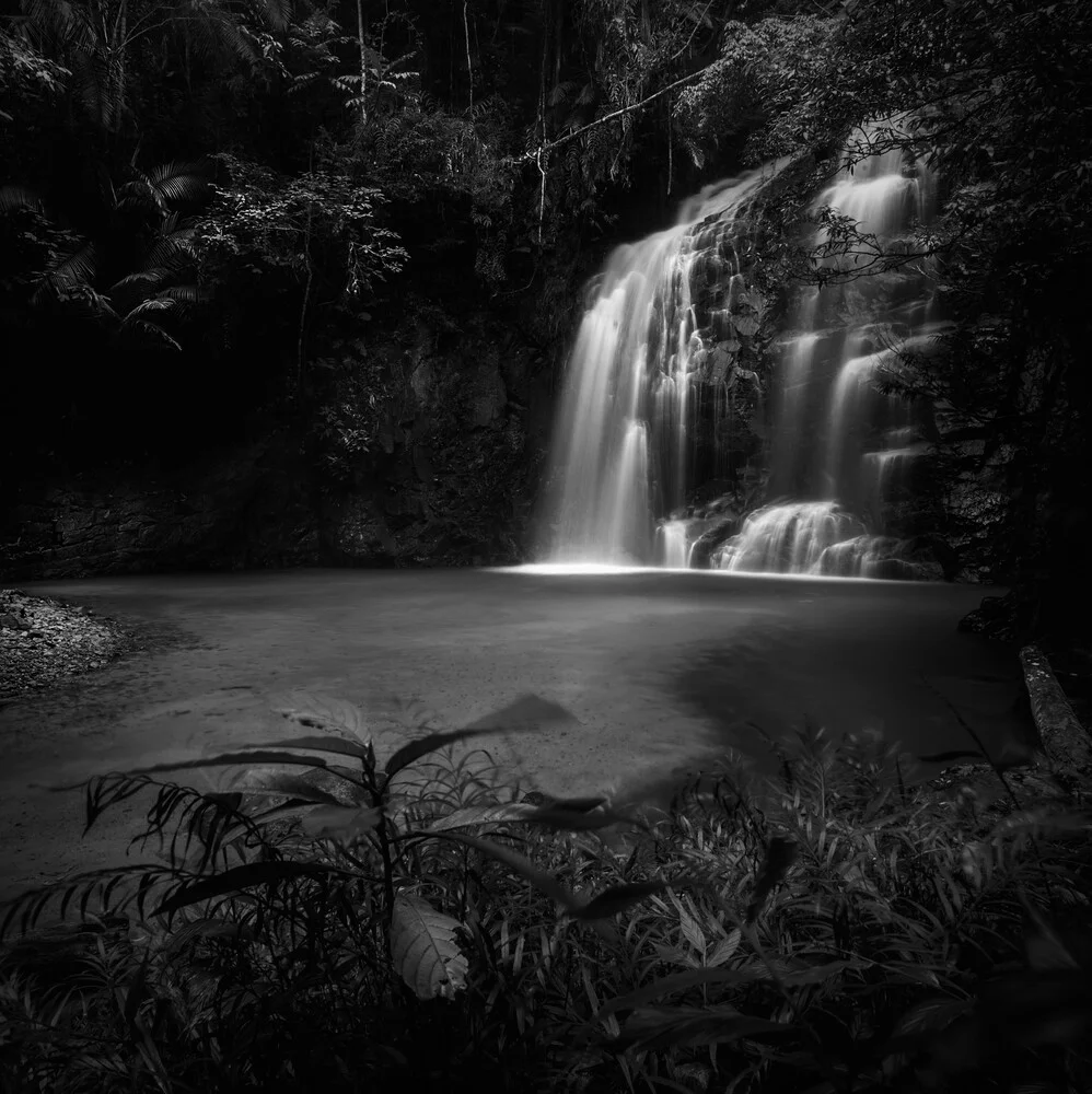 The Jungle Light - fotokunst von Daniel Tjongari
