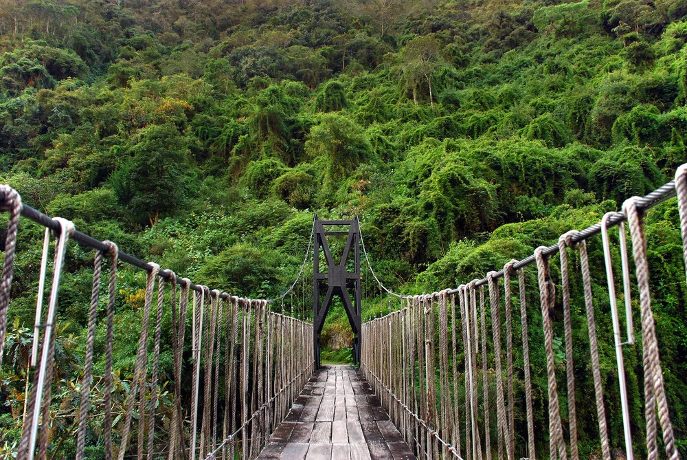 In den Regenwald - fotokunst von Thomas Heinze