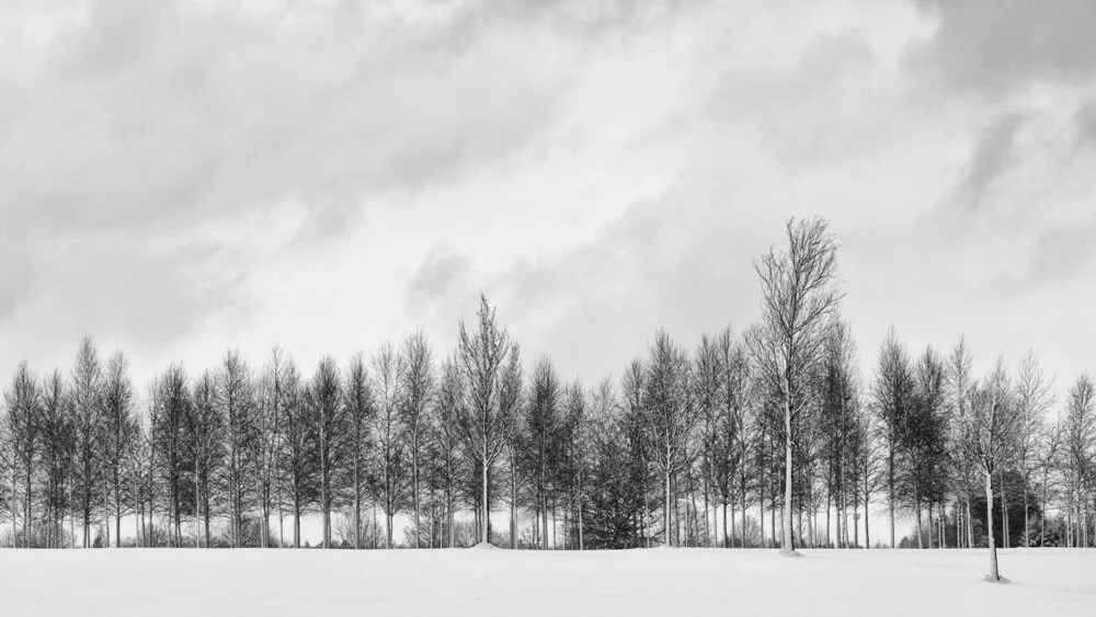 winter trees - fotokunst von Jochen Fischer