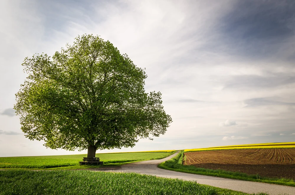 Solitary Treescape # 1 - Fineart photography by Heiko Gerlicher