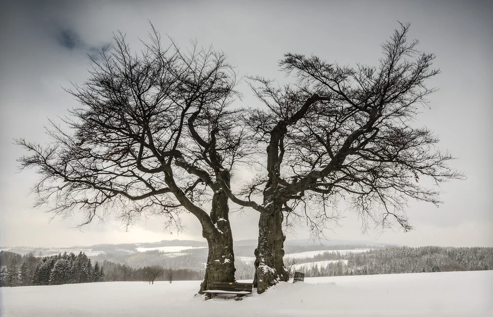 Solitary Treescape # 3 - Fineart photography by Heiko Gerlicher