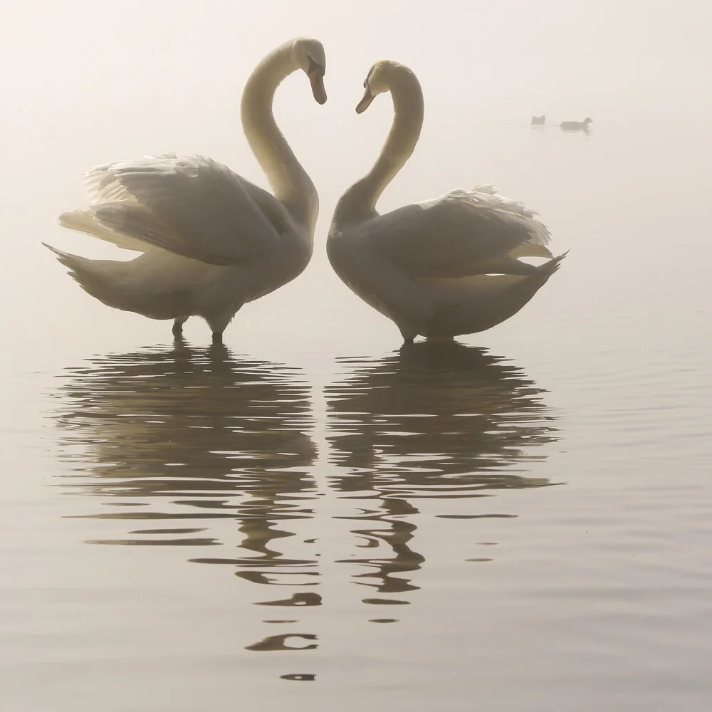 Mirror of hearts - Fineart photography by Monika Schwager