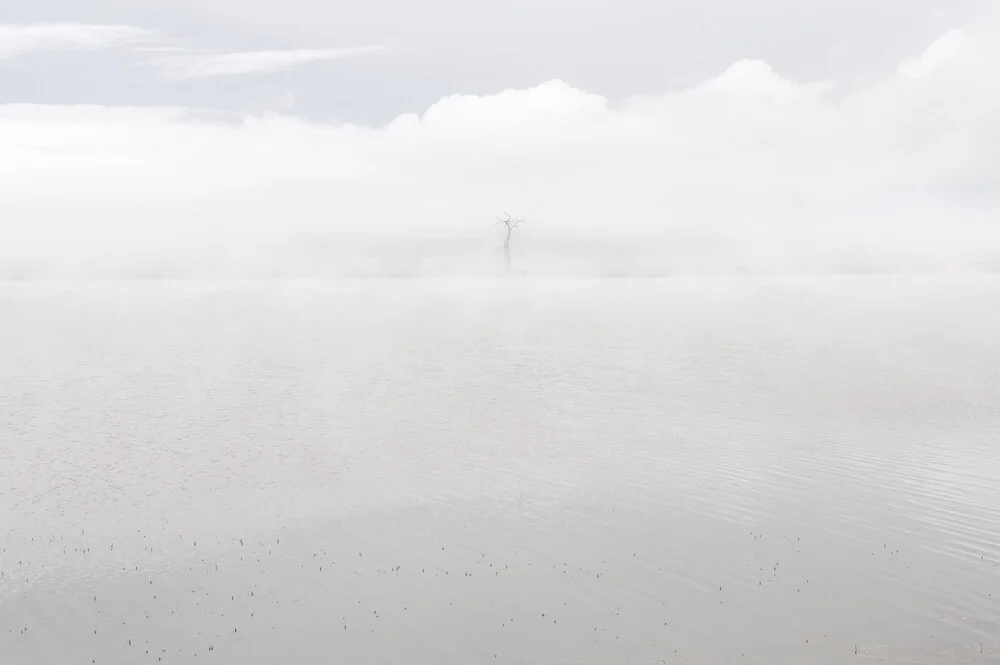 Tree in Fog - Fineart photography by Schoo Flemming