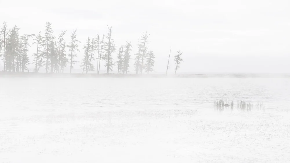 conifers in fog and lake - fotokunst von Schoo Flemming