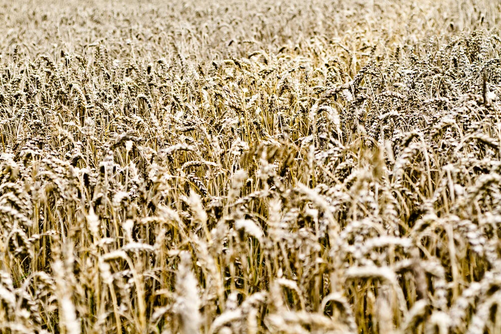 versteckt - fotokunst von Tim Bendixen