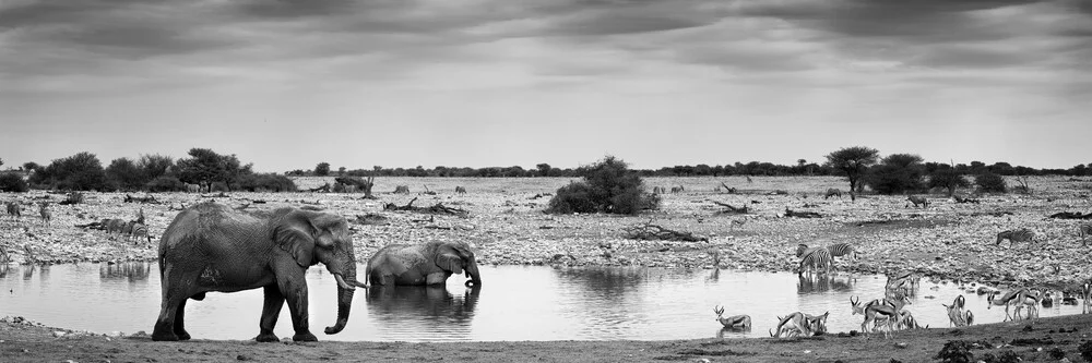 Okaukoejo waterhole - fotokunst von Franzel Drepper