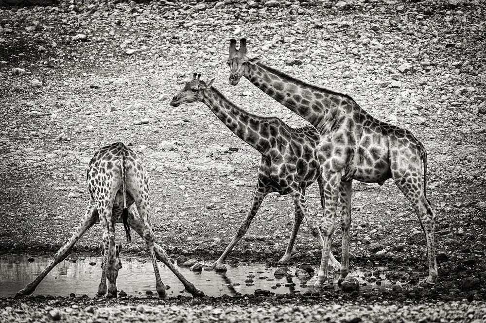 giraffes at waterhole B - Fineart photography by Franzel Drepper