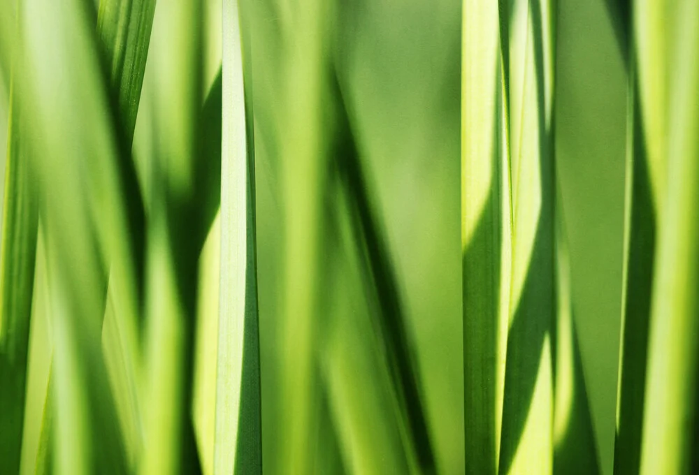 green grass - Fineart photography by Manuela Deigert