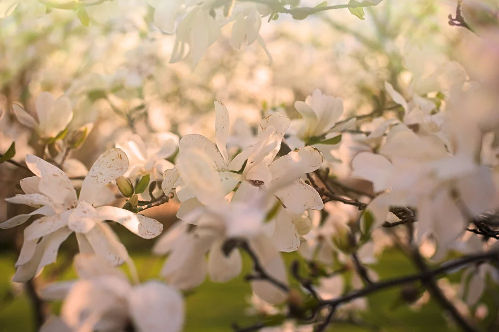 Blüten - fotokunst von Alexander Barth