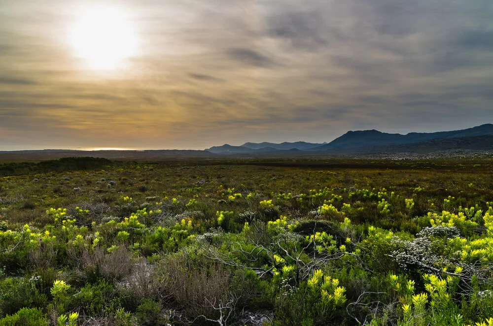 Fynbos-Vegetation am Kap der Guten Hoffnung - fotokunst von Ralf Germer