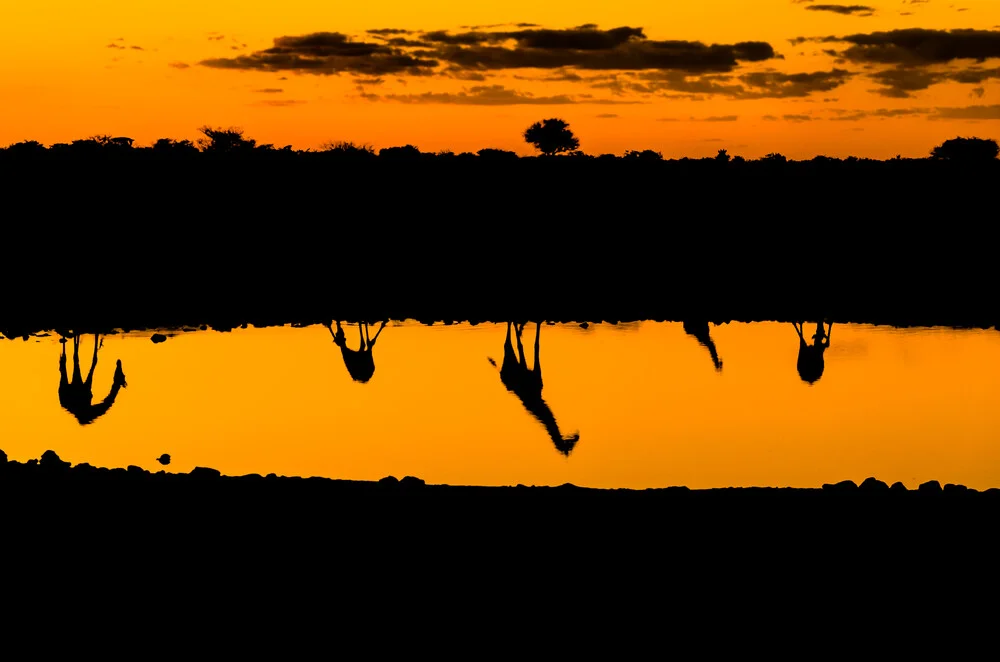 Giraffen am Wasser – Spiegelungen am Abend - fotokunst von Ralf Germer