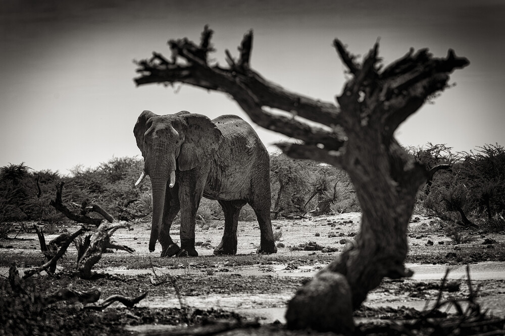 Elefant at Third bridge camp in Botsuana - fotokunst von Franzel Drepper