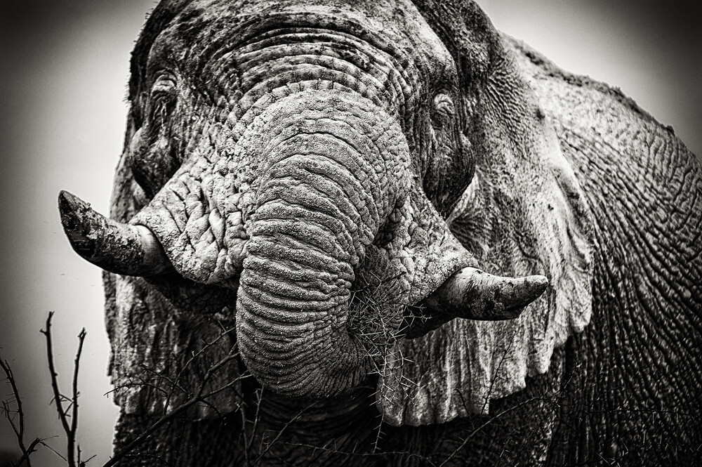 Portrait of a white elephant - fotokunst von Franzel Drepper