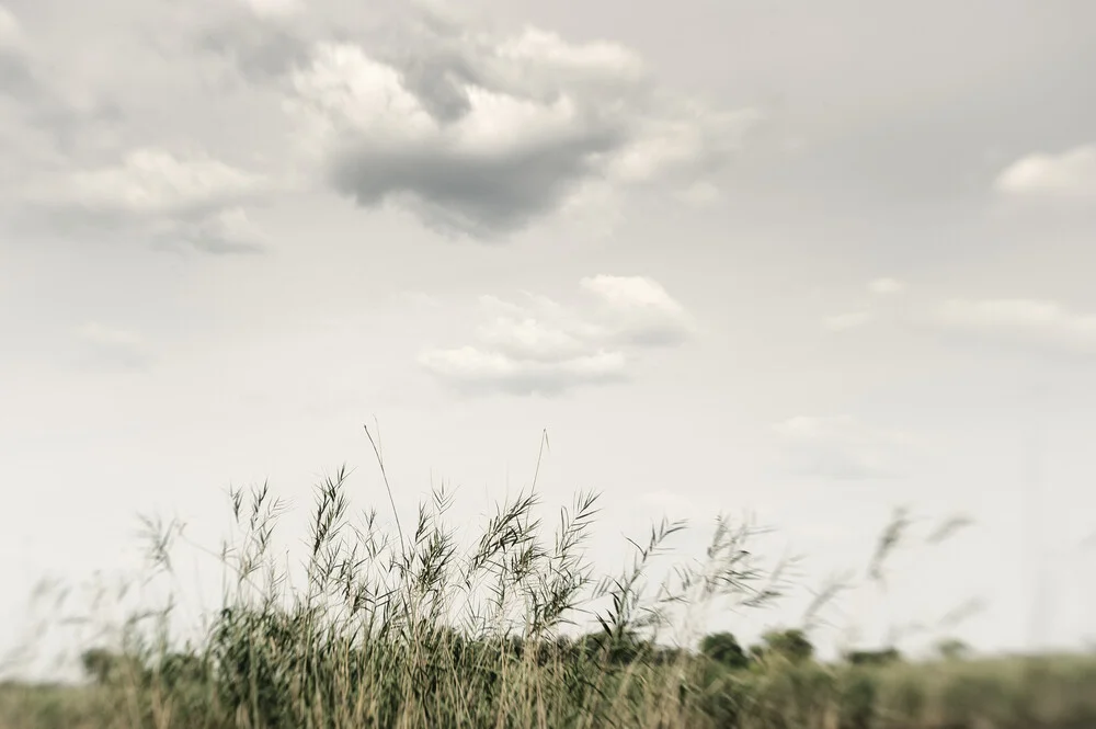 Papyrus in the Okavango Delta - Botsuana - Fineart photography by Franzel Drepper