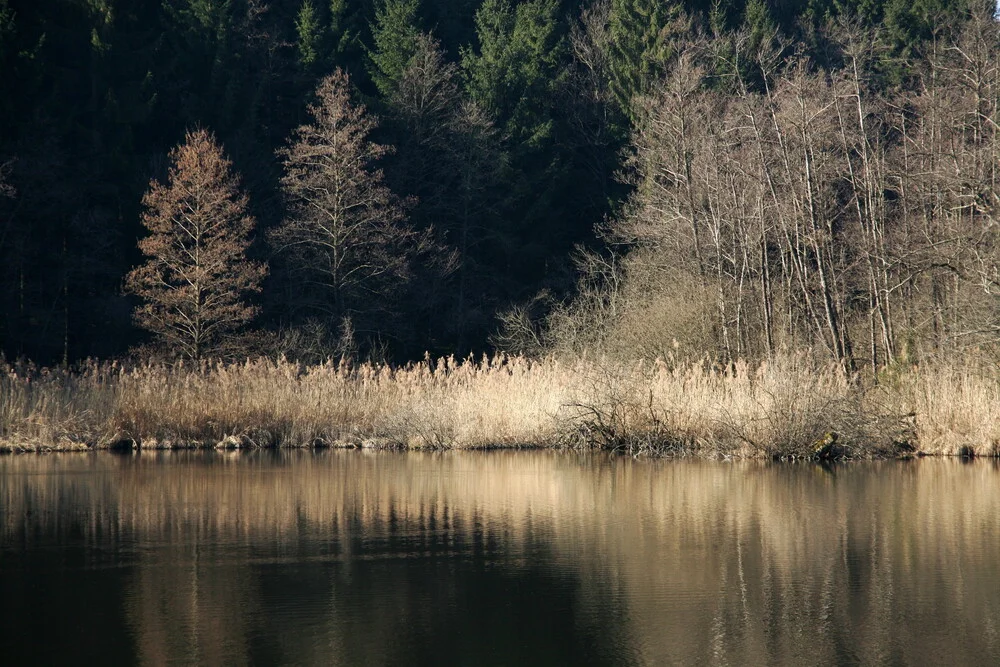 Waldsee1 - fotokunst von Ernst Pini