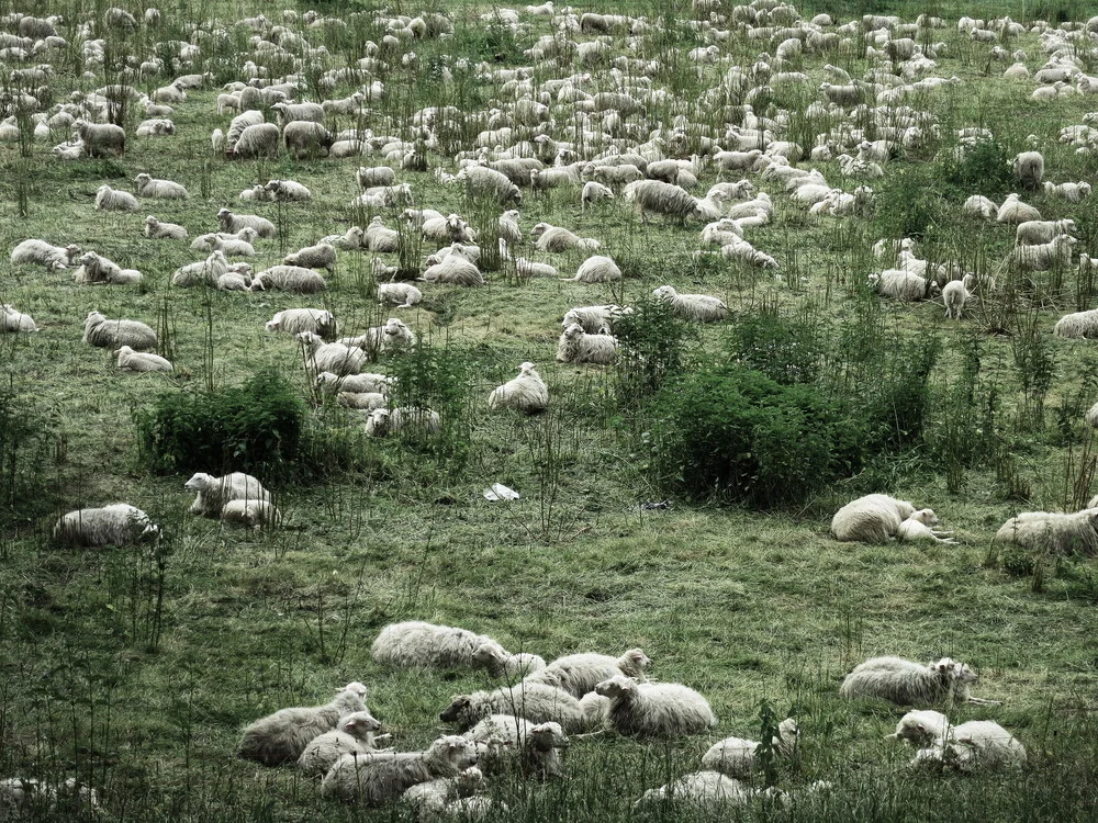 sheep - fotokunst von Anuschka Wenzlawski