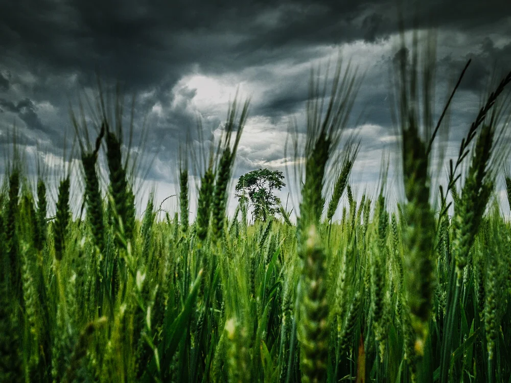 The Storm - fotokunst von Greg Hogan