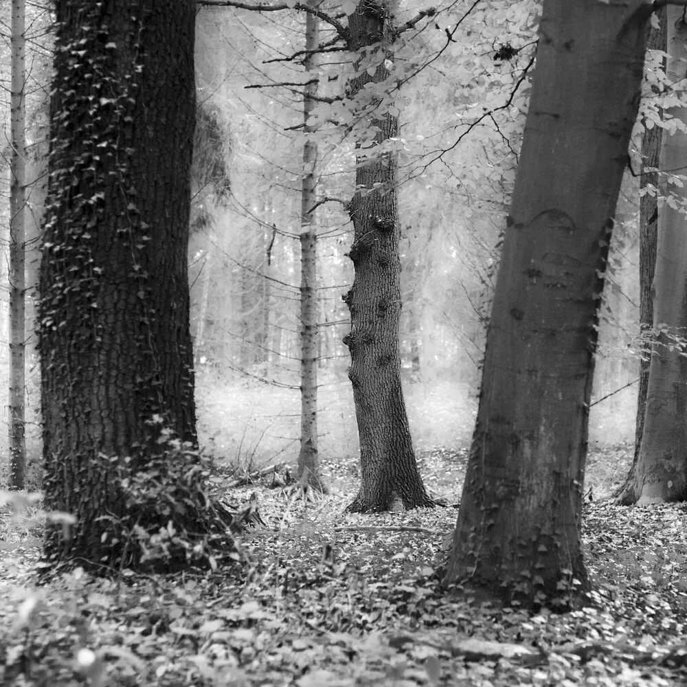 watcher of the skies - Fineart photography by Andreas Odersky