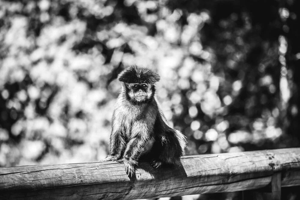 Affe - fotokunst von Roman Hohenberg