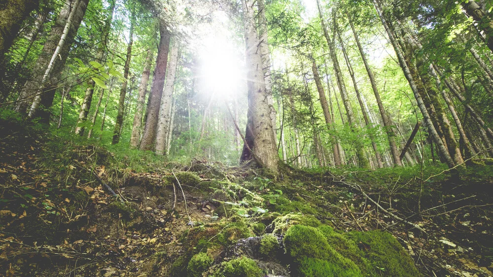 Waldstimmung - fotokunst von Torsten Muehlbacher