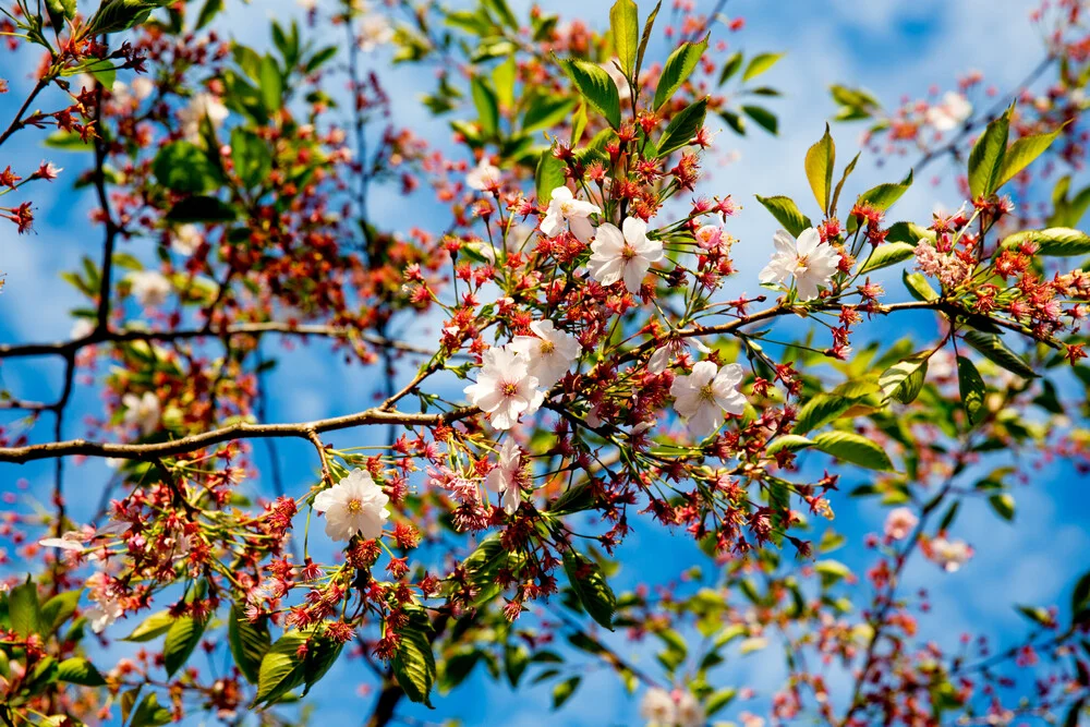 Frühlingszeit - fotokunst von Torsten Muehlbacher