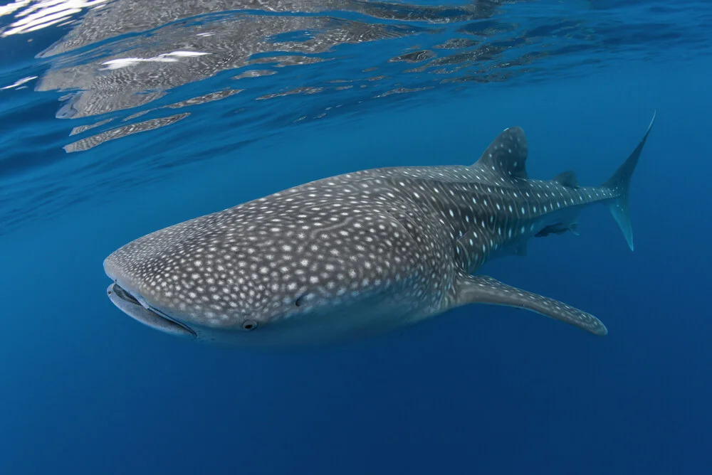 Whaleshark - Fineart photography by Christian Schlamann