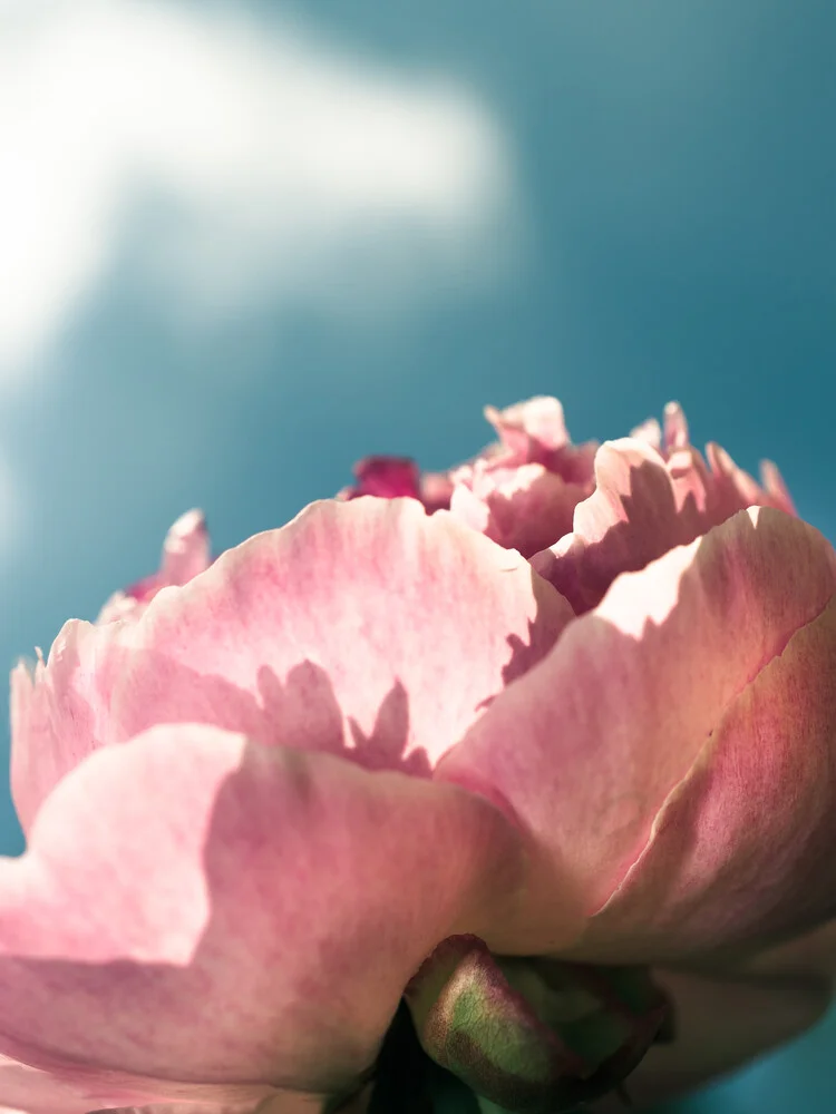 Pfingsrose - Fineart photography by Gregor Ingenhoven