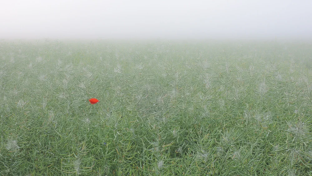 Mohn - fotokunst von Gregor Ingenhoven