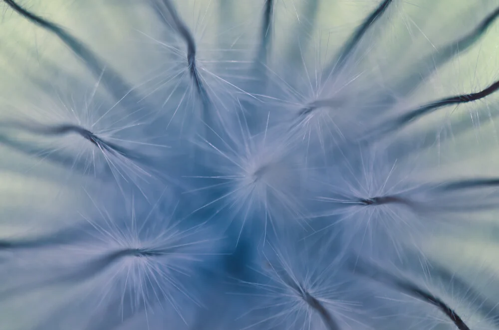 Blütenstand - fotokunst von Gregor Ingenhoven