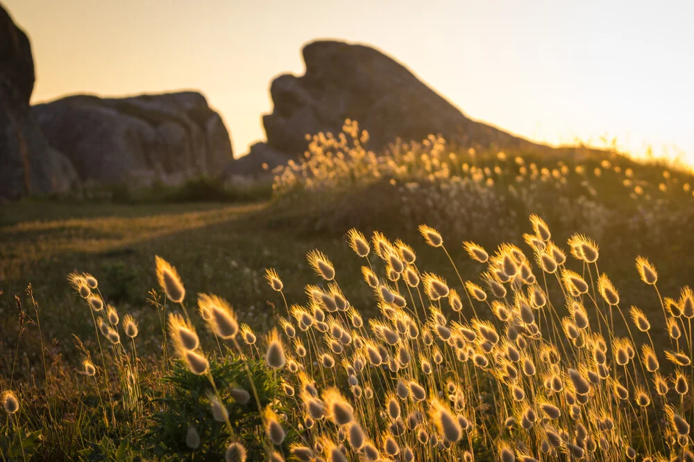 Gräser im Abendlicht - fotokunst von Monika Schwager