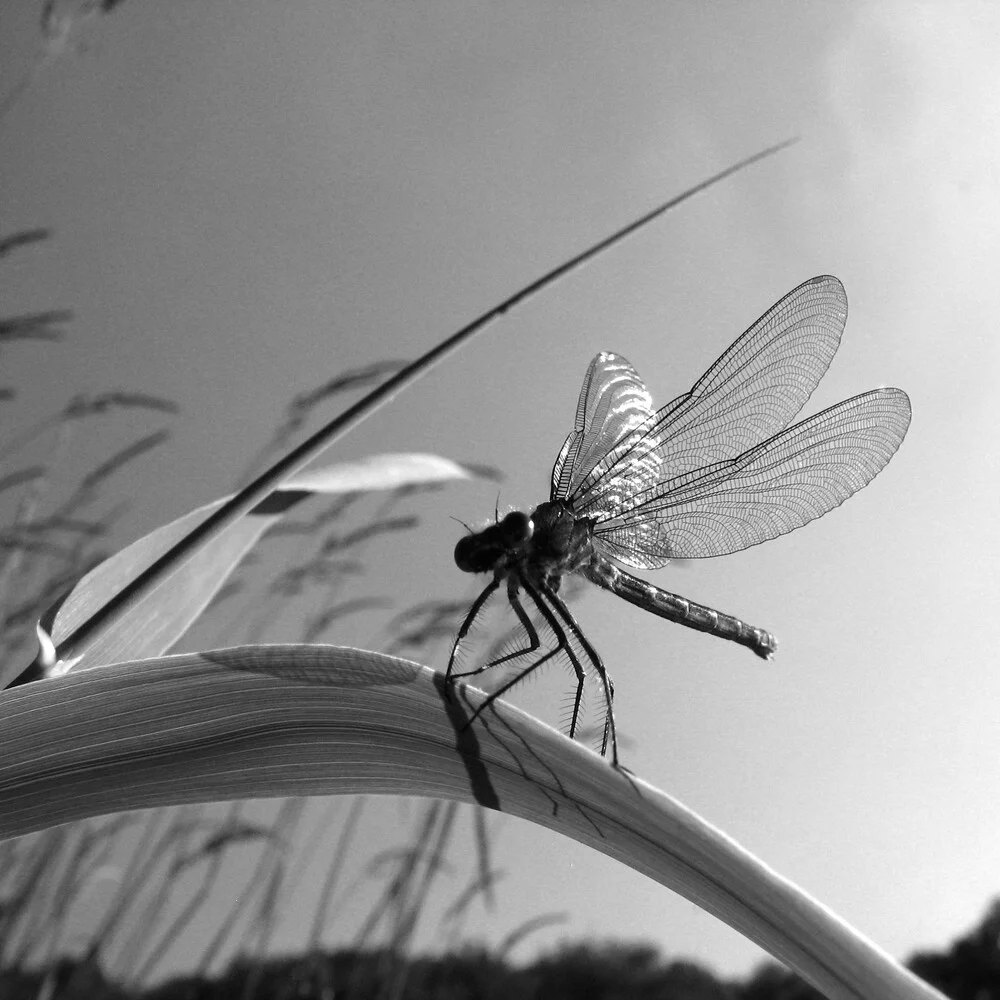 sommerszene - fotokunst von Ursula Wördehoff