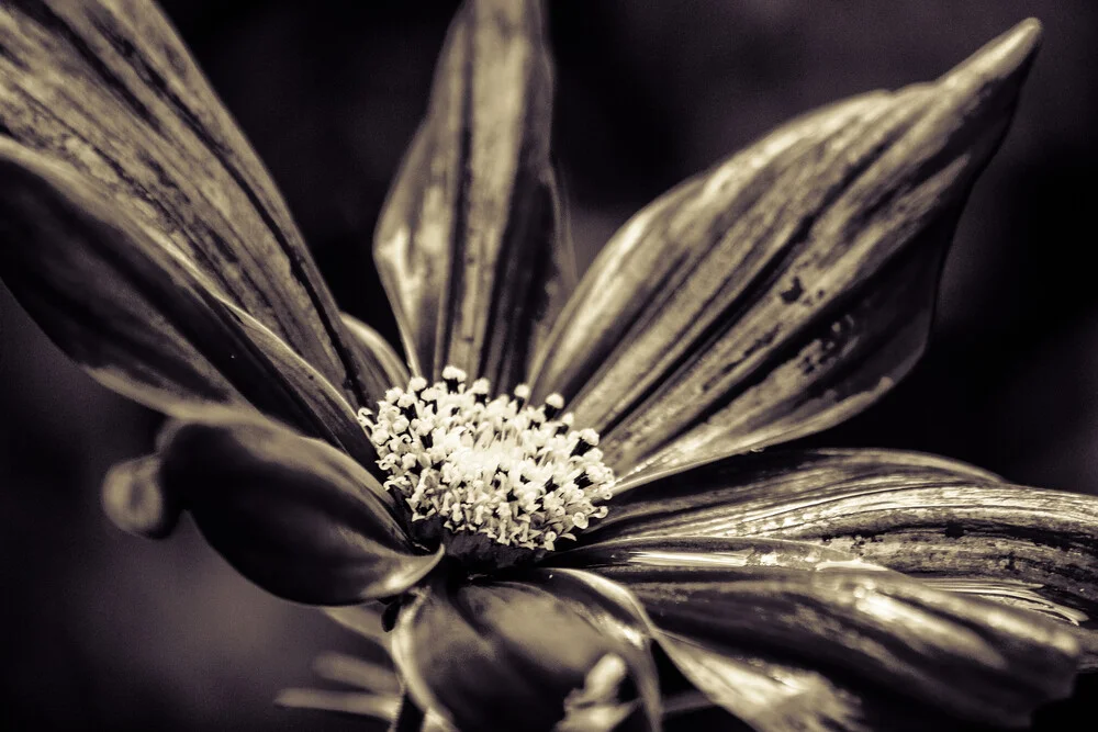 The blossom - fotokunst von Markus Landsmann