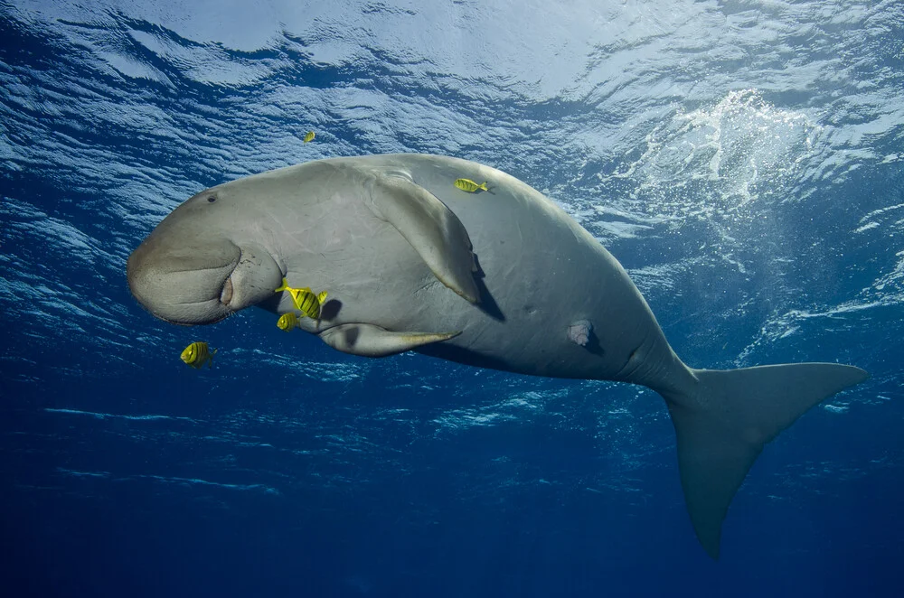 Happy Dugong, Egypt – wall art by Christian Schlamann as Poster or Acrylic Glass Print