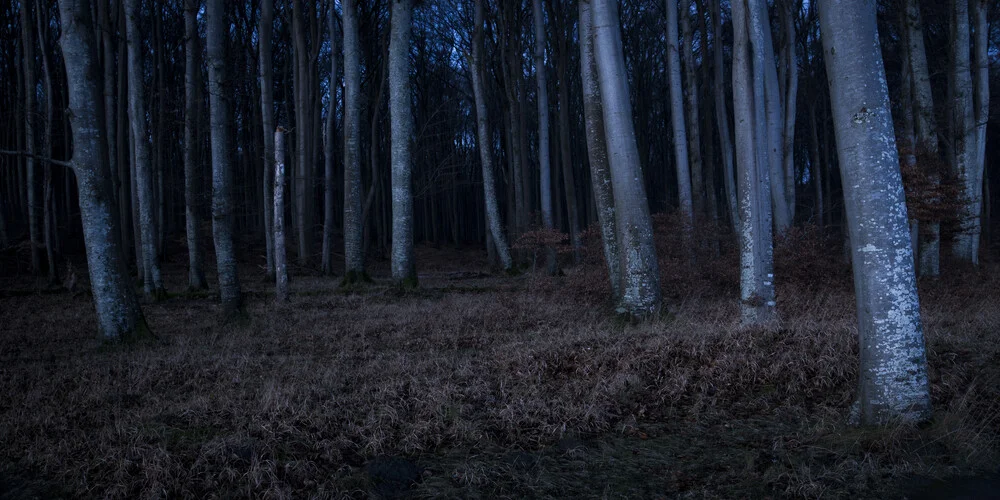 Beech trees - Fineart photography by Florian Nessler