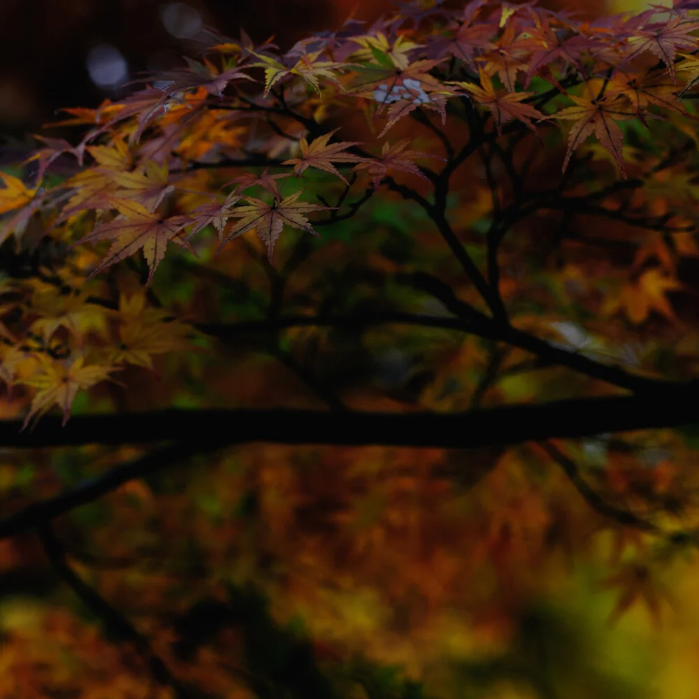 Indian summer of Kyoto - fotokunst von Regis Boileau