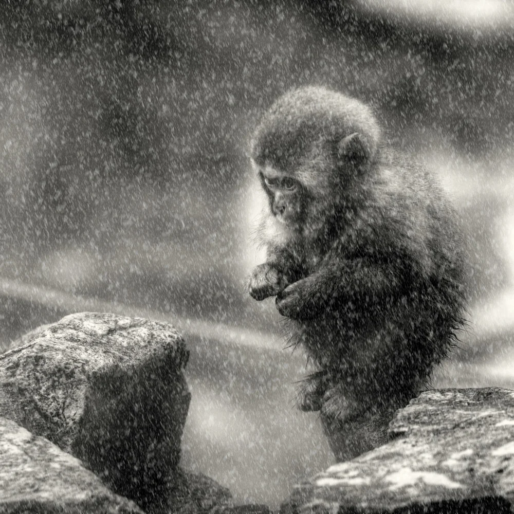 Tenacity ends upon a day - Fineart photography by Regis Boileau