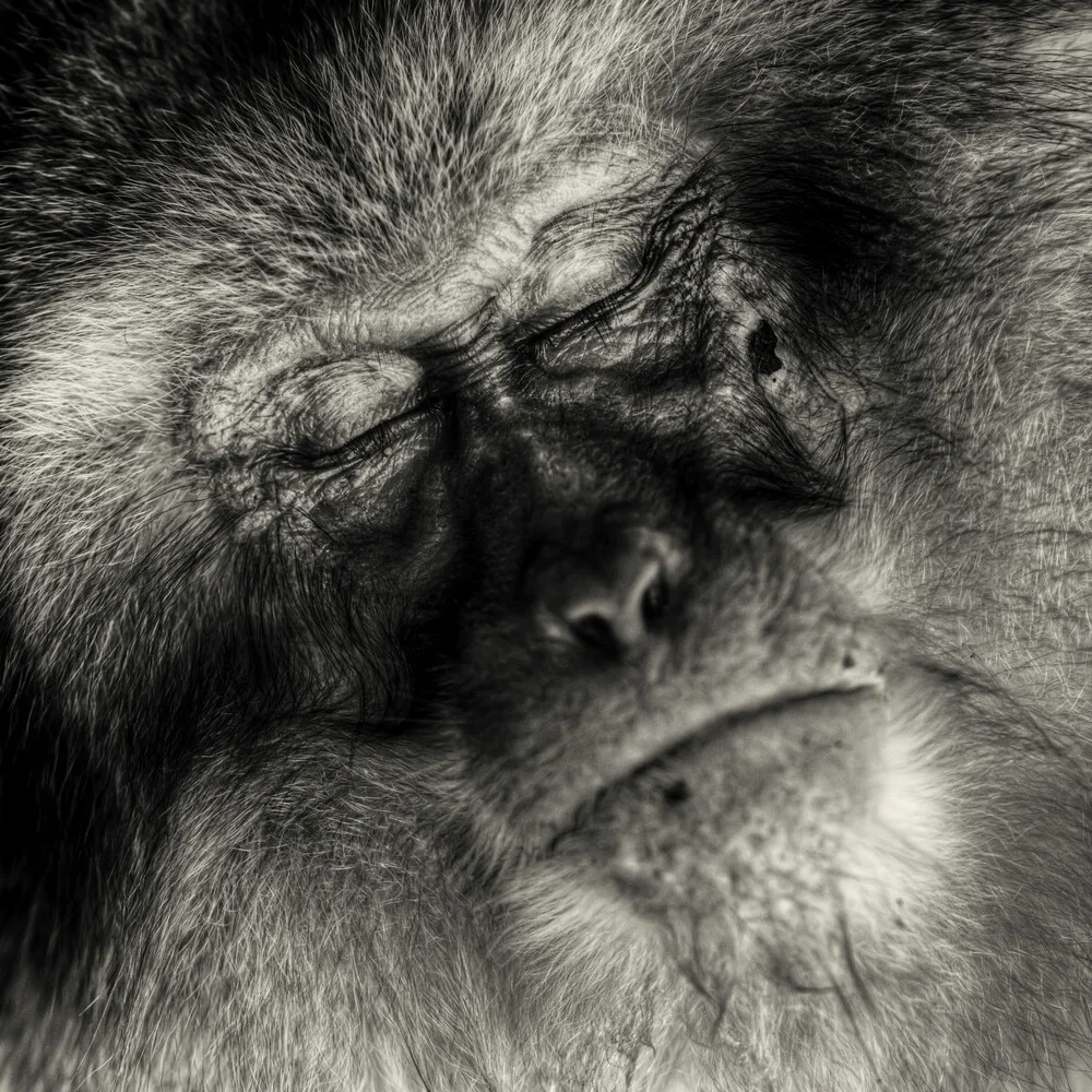 Creation of Laputa - Fineart photography by Regis Boileau