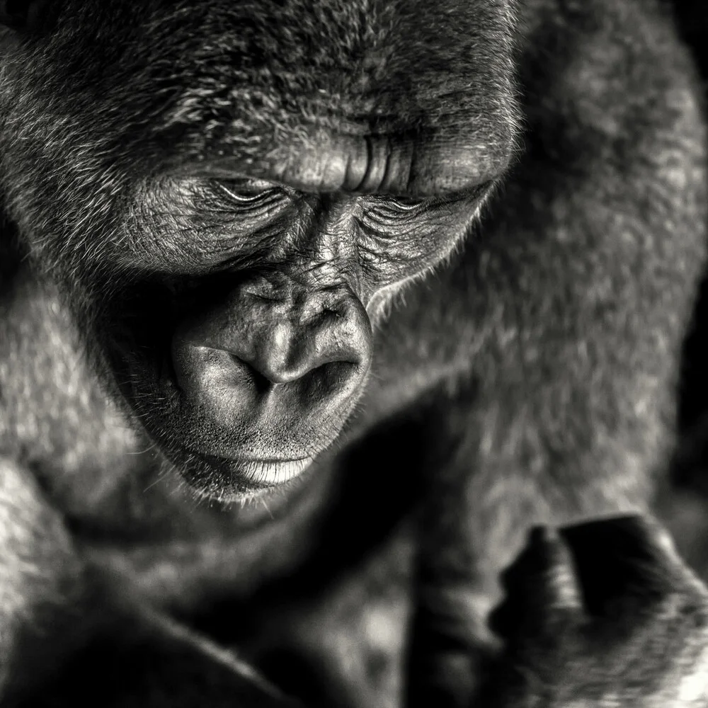 Man as a risen ape - fotokunst von Regis Boileau