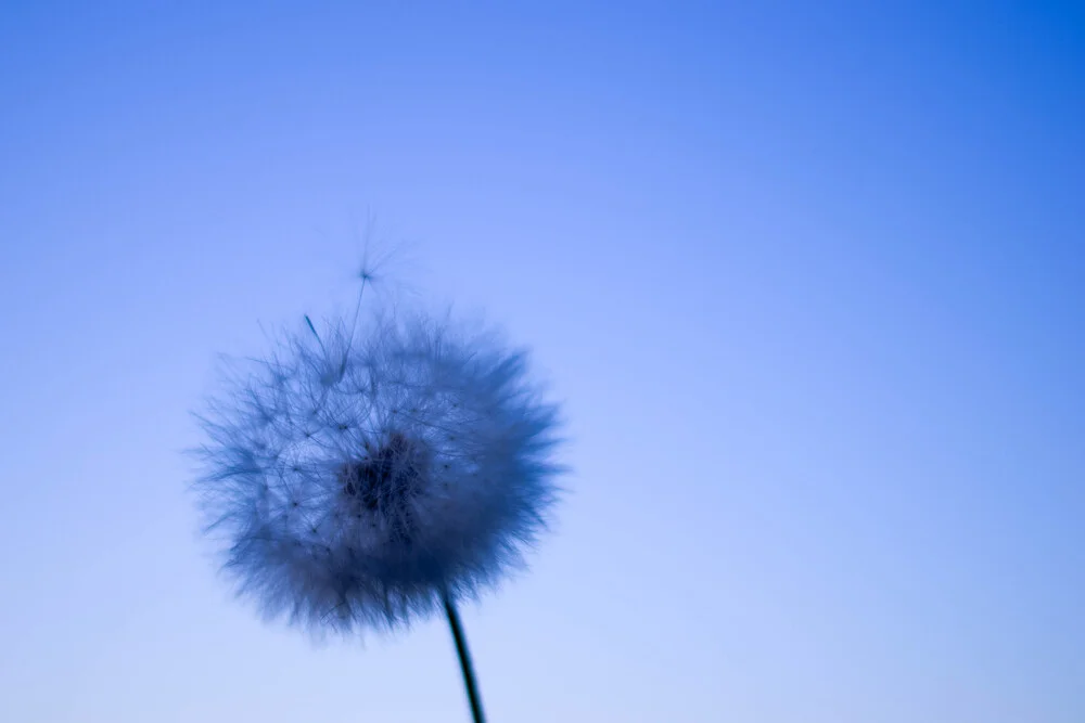 AoiDandelion - fotokunst von Lucia Raies