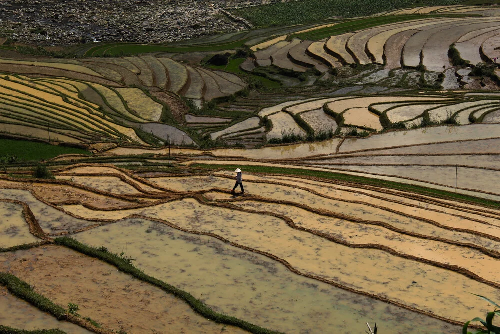 Rice fields in Vietnam - Fineart photography by Florian Justus Jaeger