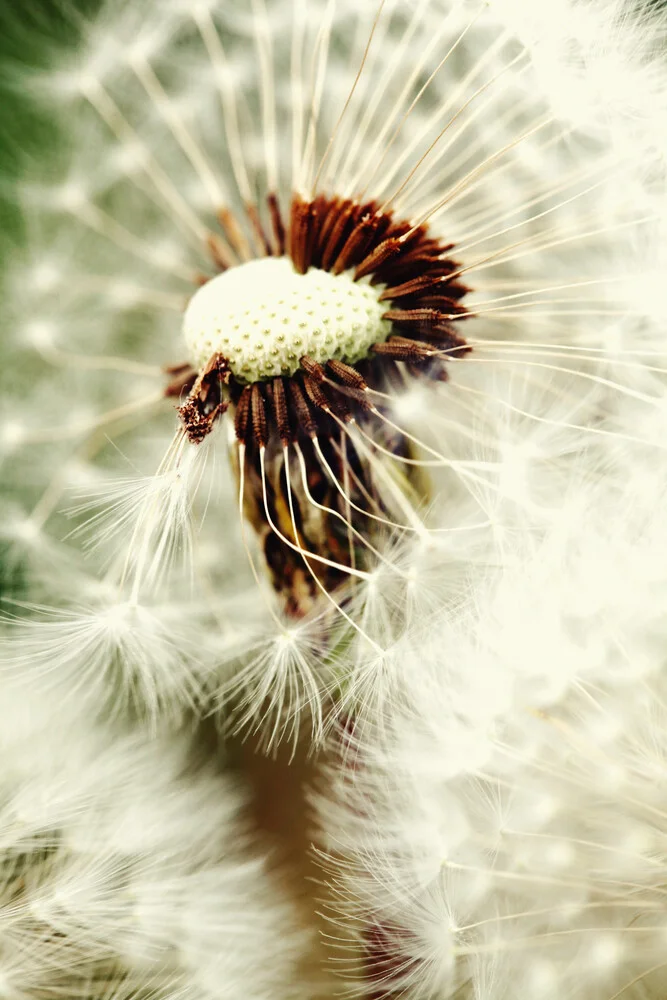 Pusteblume - Fineart photography by Falko Follert