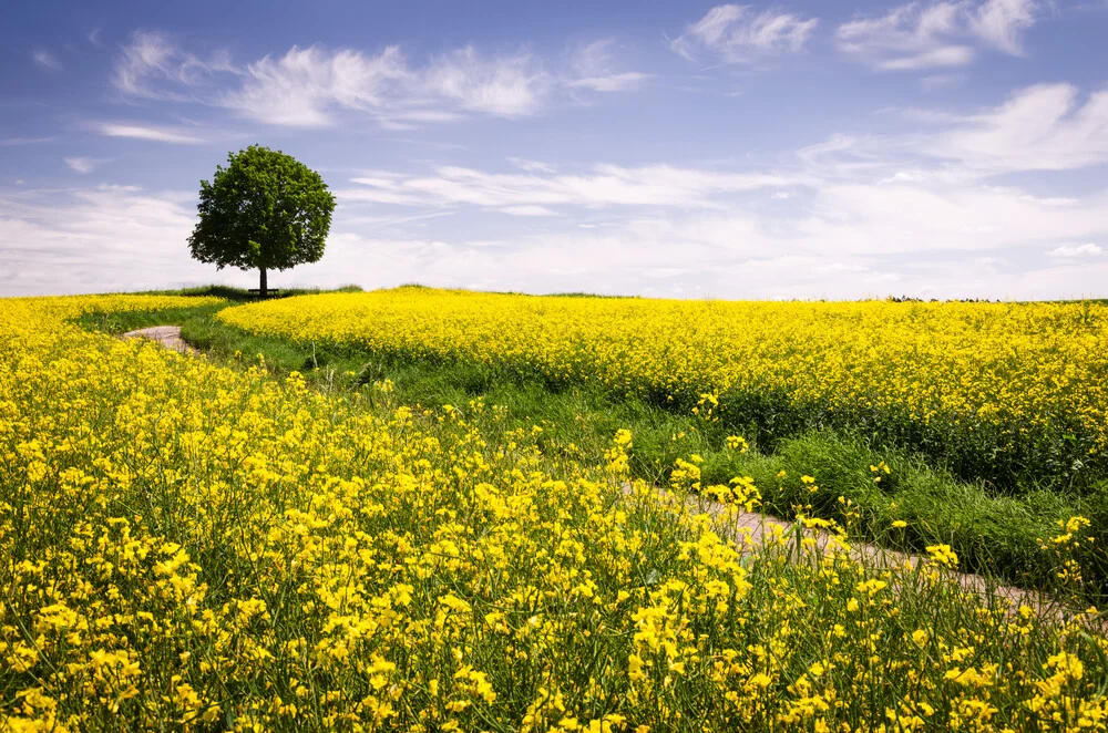 The Joys Of Spring - fotokunst von Heiko Gerlicher