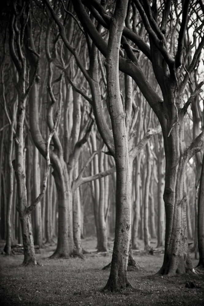 Baum #3 sw - Fineart photography by J. Daniel Hunger