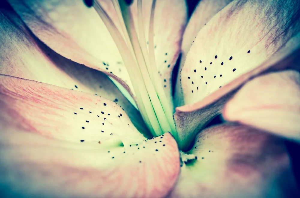 Flower Detail - Fineart photography by Gabriele Spörl