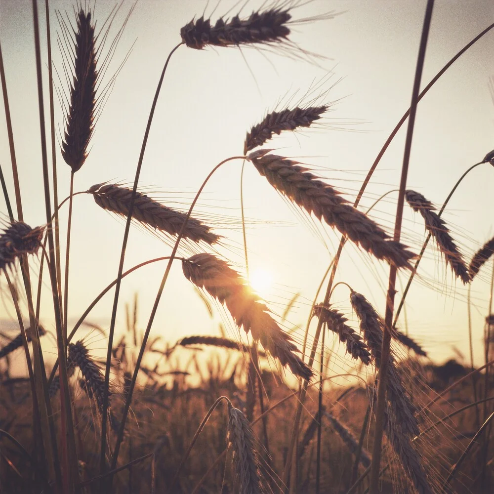 Cornfield - fotokunst von Gordon Gross