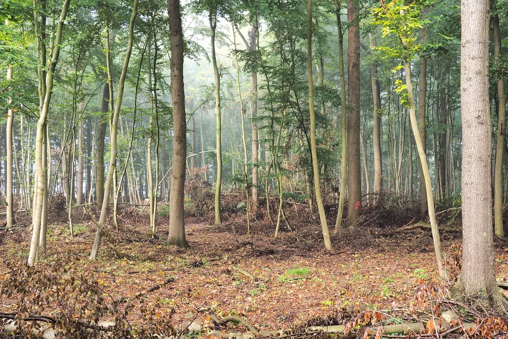 Blick in den Wald - fotokunst von Stefan Wensing