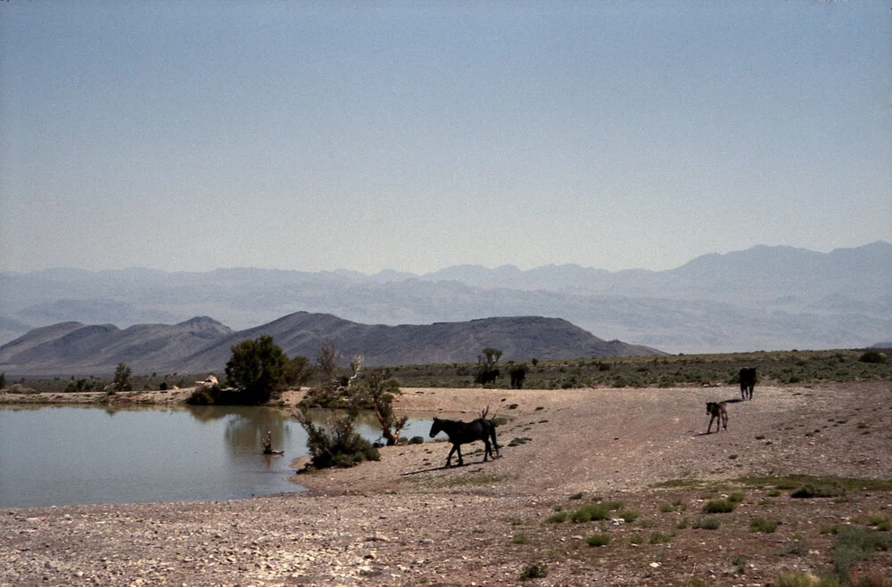 Horses at Waterhole - fotokunst von Kevin Russ